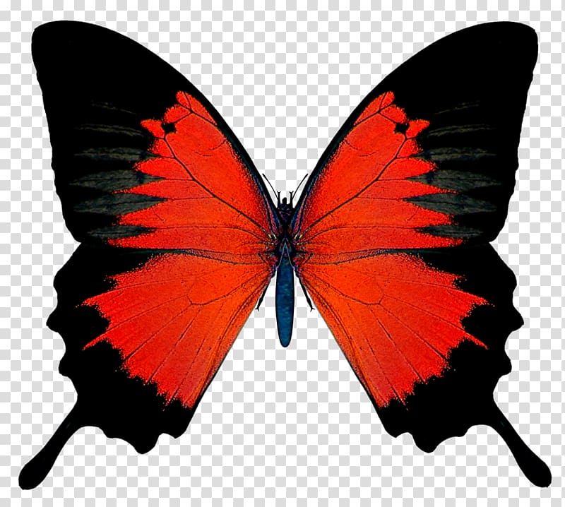 Butterfly Red admiral , Red Butterfly transparent background PNG clipart