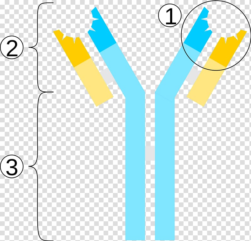 Immunoglobulin M Antibody Immunoglobulin G Antigen Immunoglobulin A, others transparent background PNG clipart