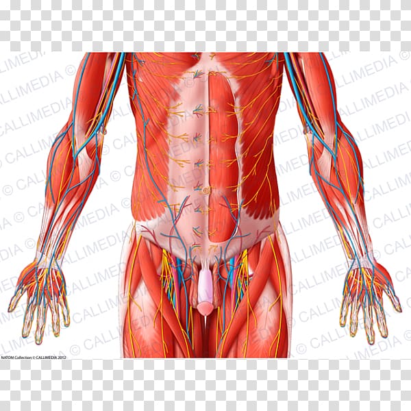 Hip Pelvis Abdomen Muscle Human body, pelvis transparent background PNG clipart