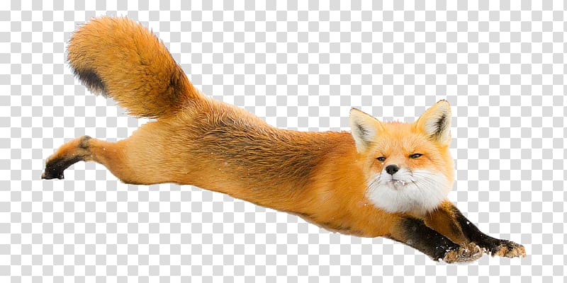 prone lying brown fox illustration, Red fox Arctic fox Dog Silver fox, Fox transparent background PNG clipart