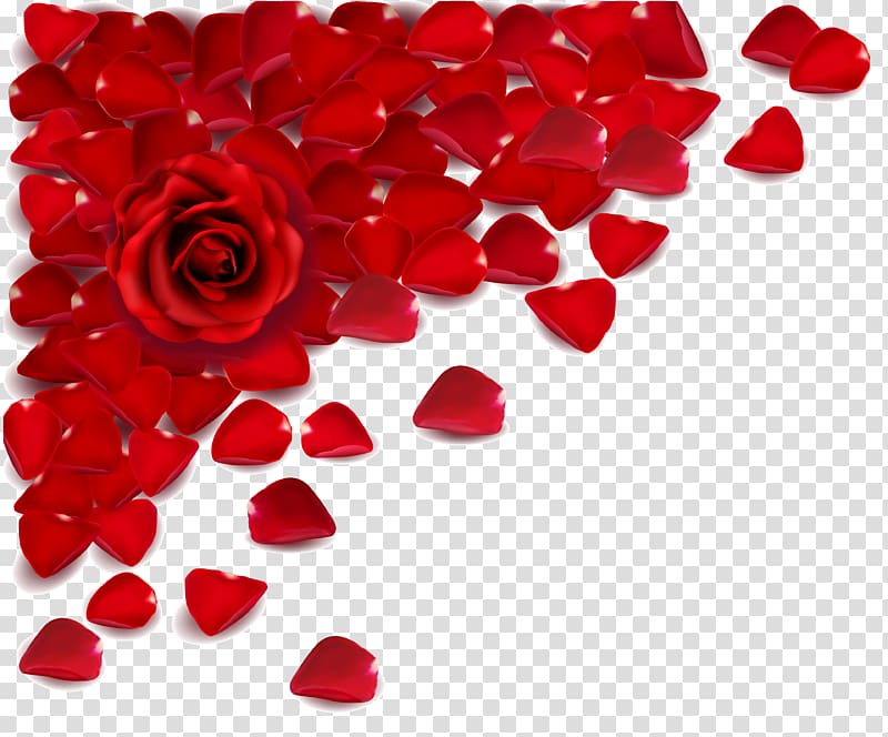 red rose flower and red rose flower petals art, Love Valentine\'s Day Propose Day Romance Girlfriend, falling transparent background PNG clipart
