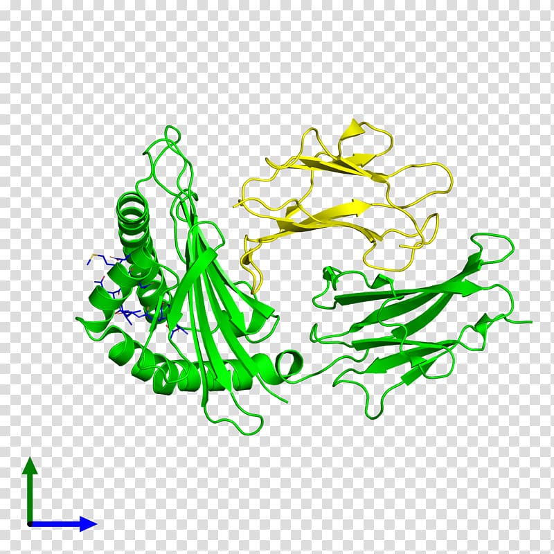 HLA-B Human leukocyte antigen MHC class I Peptide Major histocompatibility complex, Protein Data Bank transparent background PNG clipart