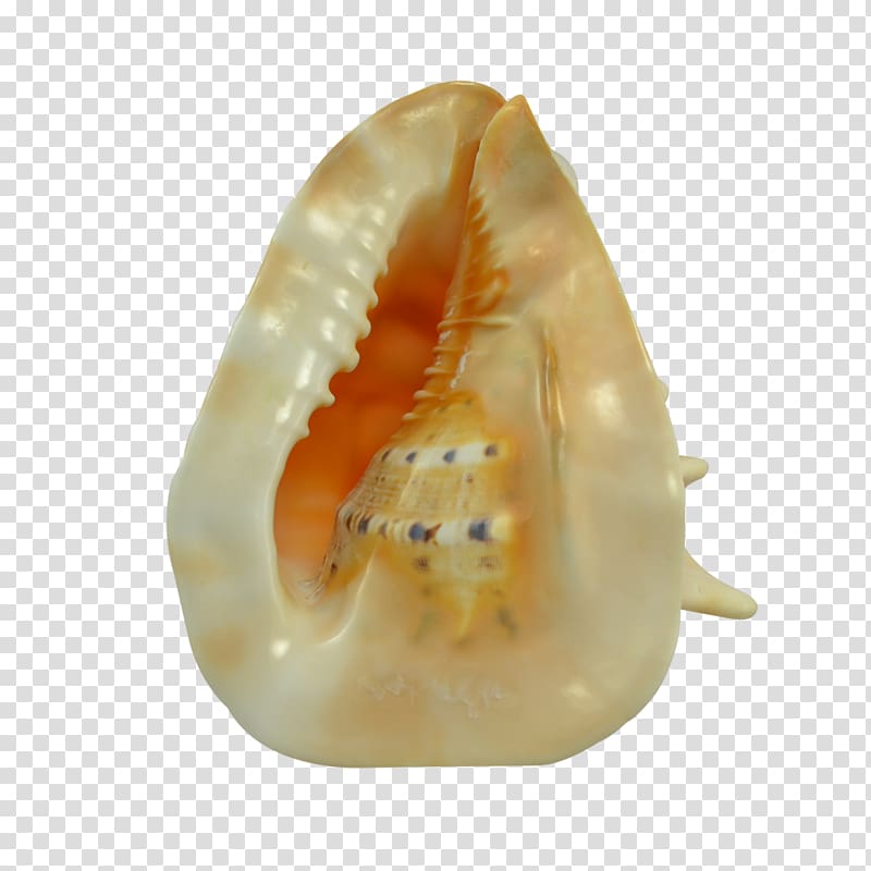 The Seashell Company Conch Invertebrate Jaw, seashell transparent background PNG clipart