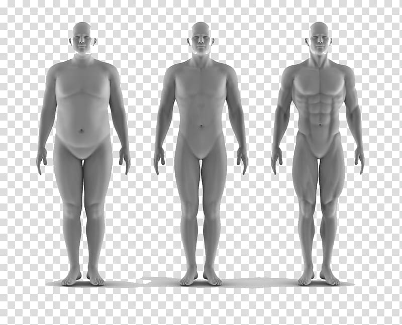 Anthropometry Portrait, Fat man comparison transparent background PNG clipart