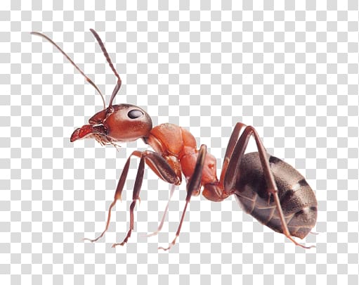 Ants transparent background PNG clipart