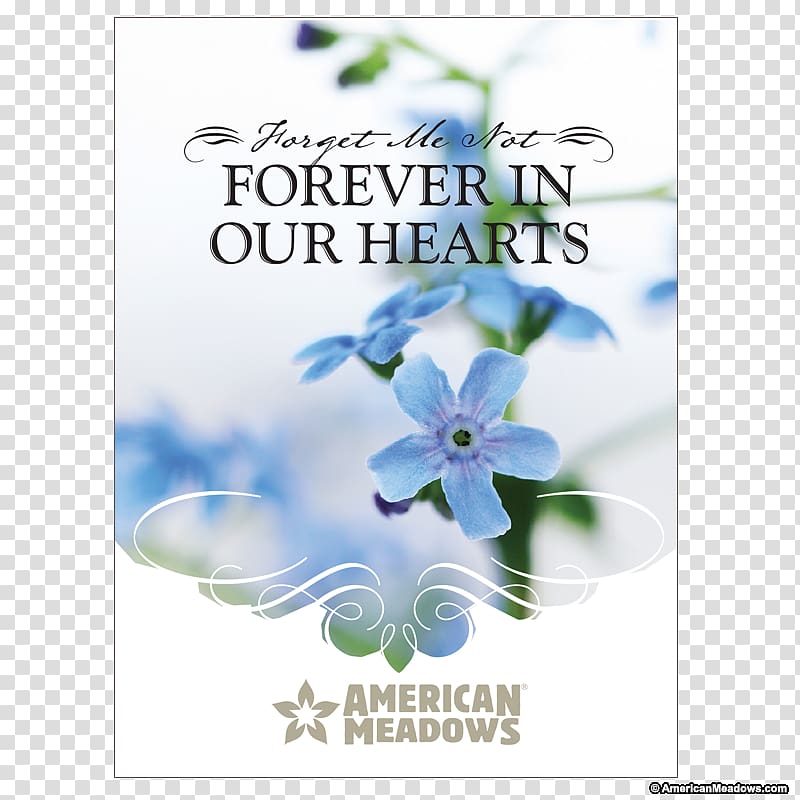 Flower Wood Forget-me-not Seed Water Forget-Me-Not Floral design, flower transparent background PNG clipart