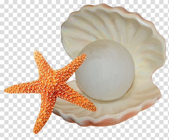starfish and pearl, Seashell Starfish Illustration, Starfish and shells transparent background PNG clipart