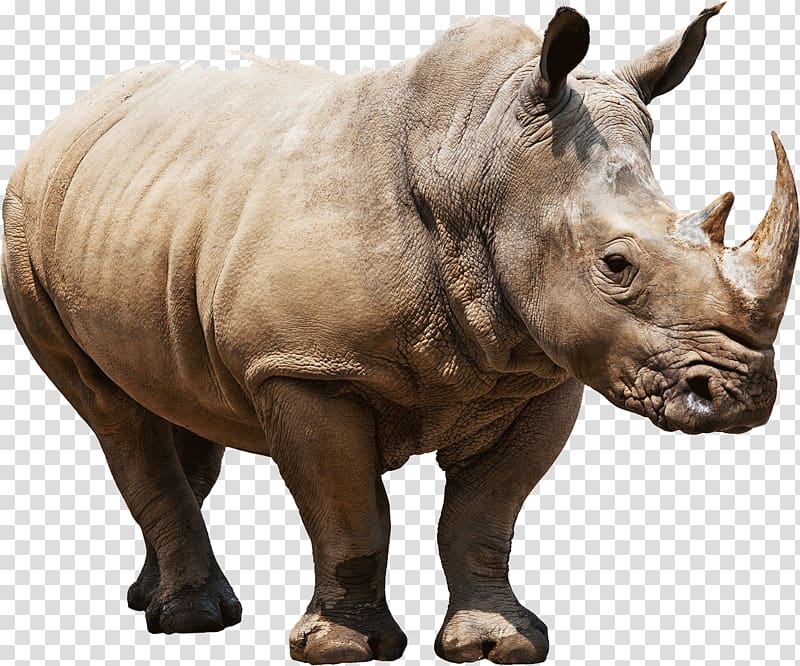 brown rhinoceros illustration, Huge Rhino transparent background PNG clipart