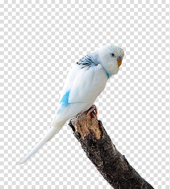 Budgerigar Lovebird T-shirt Parakeet, Bird transparent background PNG clipart