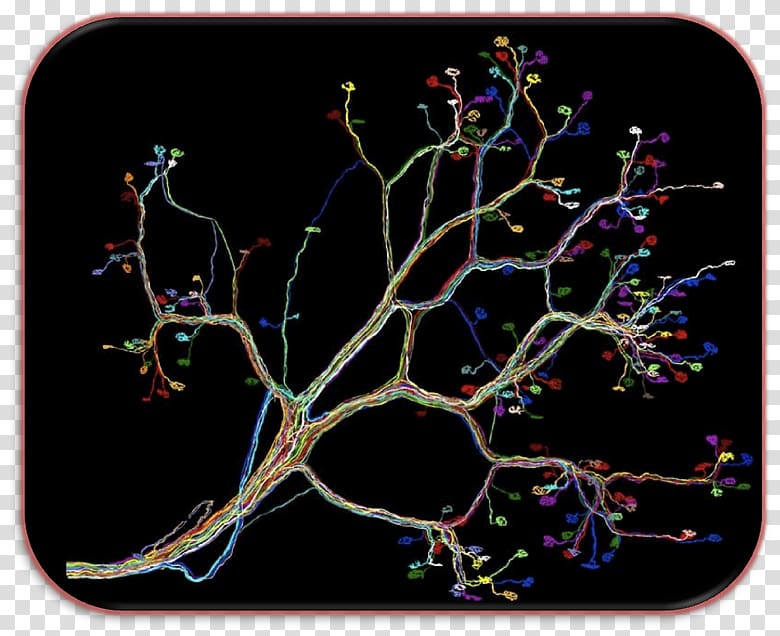 Neural circuit Neuron, human connectome transparent background PNG clipart