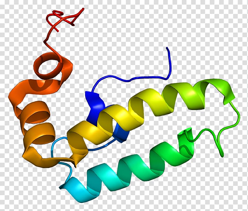 Protein Data Bank Chaperone DnaJ Cell Gene, others transparent background PNG clipart