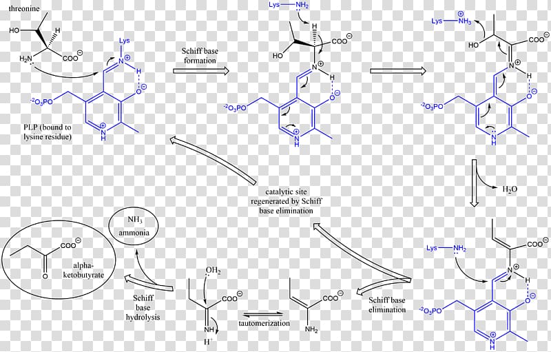 Threonine ammonia-lyase Serine dehydratase, Mechanism transparent background PNG clipart
