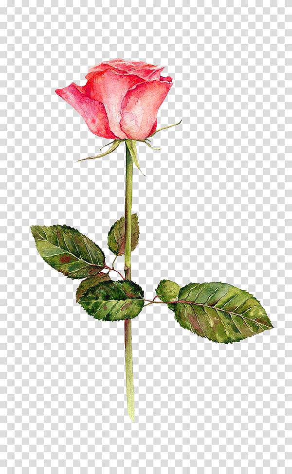 pink rose, Festival of the Flowers Watercolor: Flowers Garden roses Watercolor painting Drawing, Watercolor flowers transparent background PNG clipart
