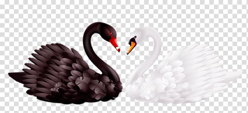 black and white swan transparent background PNG clipart