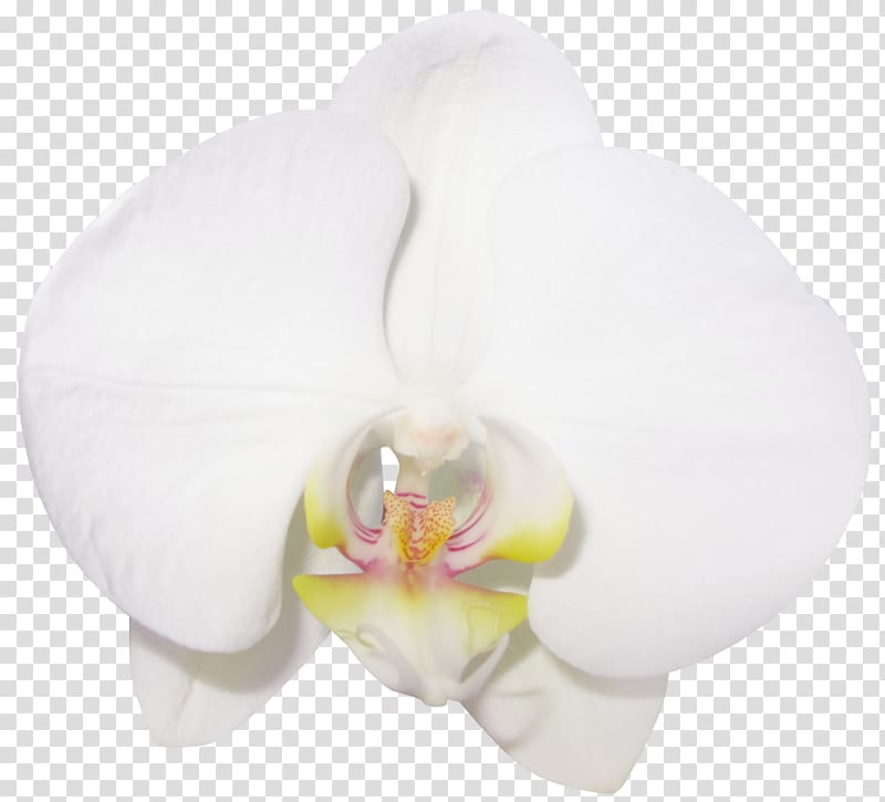 white, yellow, and pink moth orchid macro , Rainbow Six Siege Operation Blood Orchid Moth orchids, Large Vanilla Orchid transparent background PNG clipart