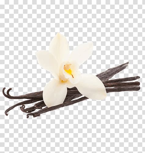white orchid on brown stick, Vanilla Bean Flower transparent background PNG clipart