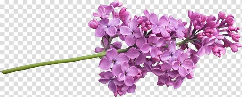 Lilac Plant Tree Flower, lavender watercolor transparent background PNG clipart
