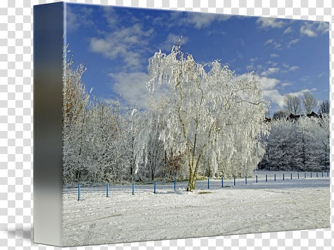 Winter Sky plc Branching, park road transparent background PNG clipart