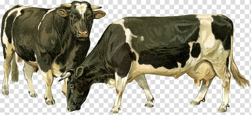 Premium Vector | Indian farmer bull zebu bull brahman cattle vector  illustration