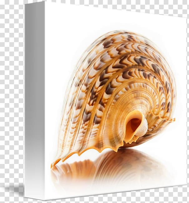 Cockle Conchology Charonia tritonis Seashell Sea snail, seashell transparent background PNG clipart