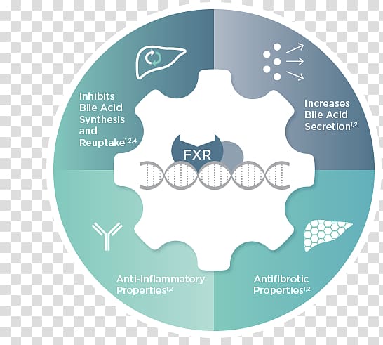 Farnesoid X receptor Bile acid Obeticholic acid Ursodiol Intercept Pharmaceuticals, critical role transparent background PNG clipart