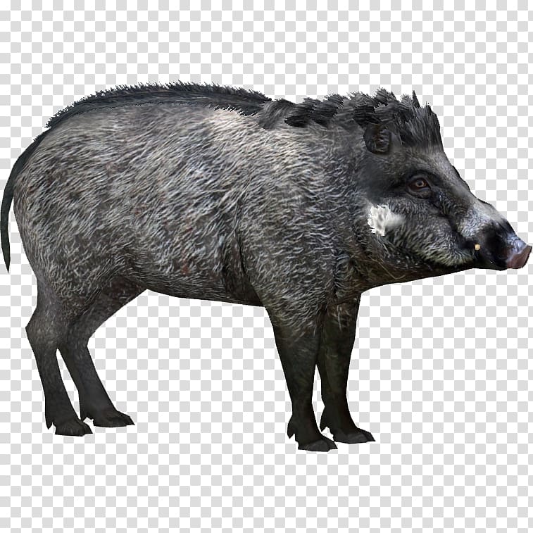 Wild boar Peccary Visayan warty pig Visayas Javan warty pig, anteater transparent background PNG clipart