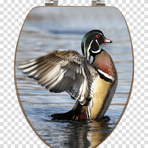 Mallard Wood duck Waterfowl hunting, Wood Duck transparent background PNG clipart