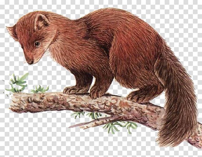 Mink Arctic fox American marten Sable Red fox, Body hair brown transparent background PNG clipart