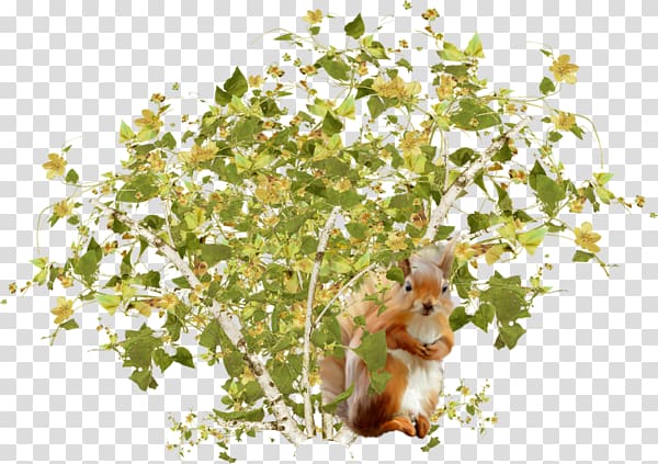 Tree squirrels Shrub, Shrubs under the squirrel transparent background PNG clipart