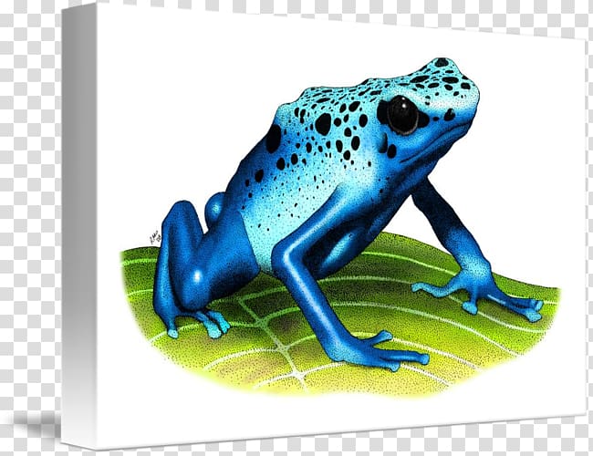 True frog Tree frog Toad Blue poison dart frog, Blue Poison Dart Frog transparent background PNG clipart