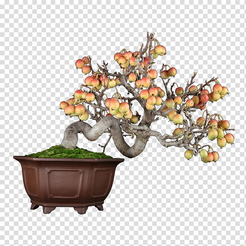 Chinese sweet plum Flowerpot Tree Sageretia, Plum Blossom Bonsai transparent background PNG clipart