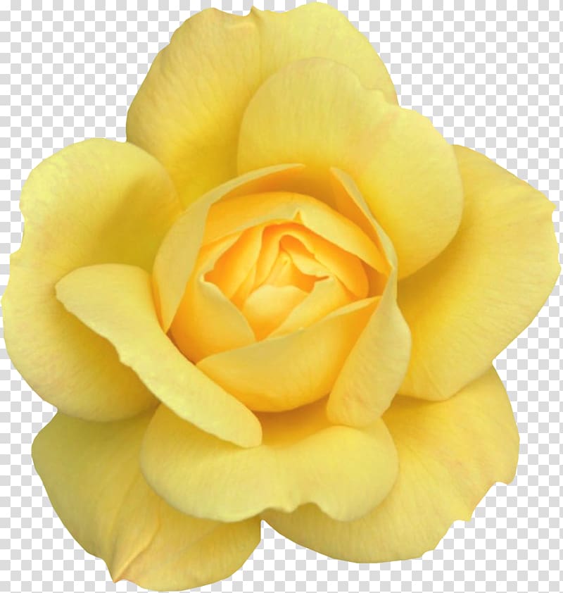 Desktop Rose , retro sunbeams with yellow stripes transparent background PNG clipart
