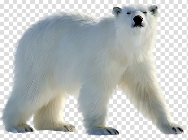 Polar bear transparent background PNG clipart