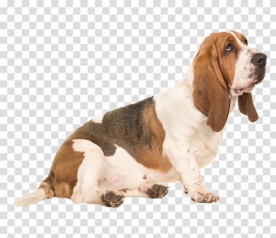 Basset Hound Basset Artésien Normand Dachshund Puppy Beagle, puppy transparent background PNG clipart