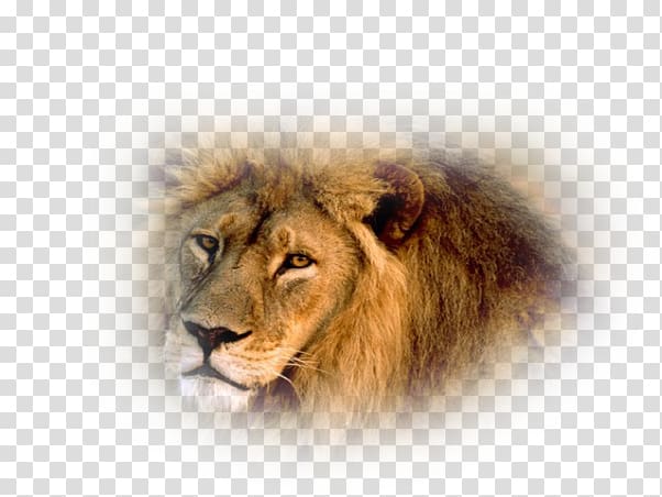 Lion Wildlife Animal Tiger Asian Film Crew, african lion transparent background PNG clipart