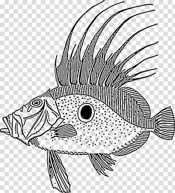 Drawing Fish Line art , grass carp transparent background PNG clipart