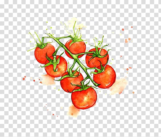 red and green cherry tomatoes art, Juice Cherry tomato Watercolor painting Vegetable Illustration, Hand drawn tomato transparent background PNG clipart