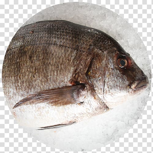 Tilapia Fish Seafood Red seabream Sargo, fish transparent background PNG clipart