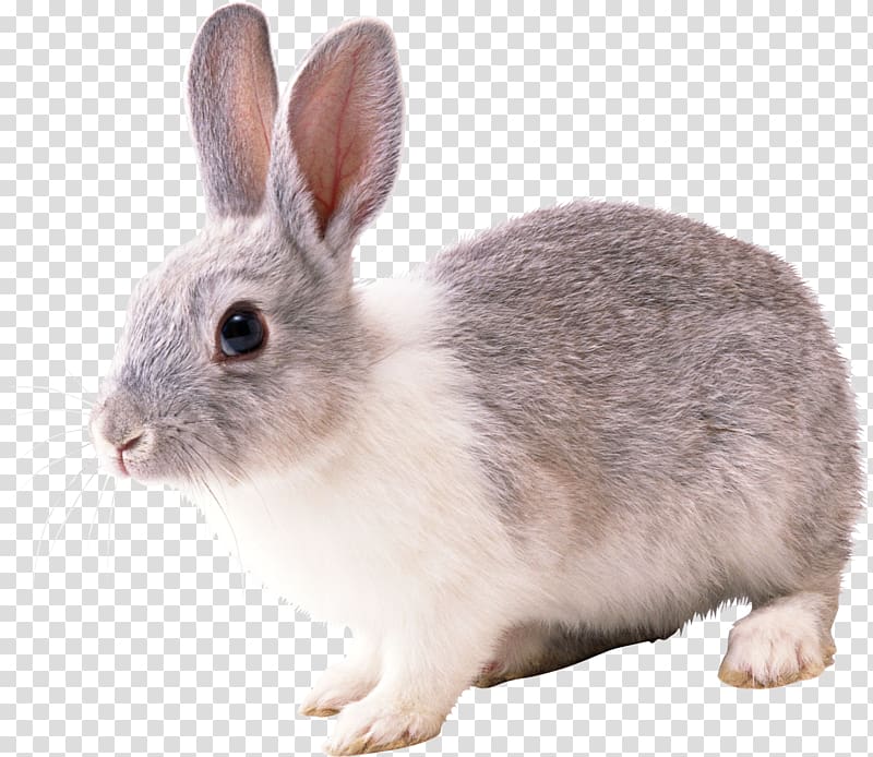 French Lop Cottontail rabbit European rabbit, Rabbit transparent background PNG clipart