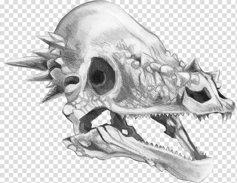 Pachycephalosaurus Tyrannosaurus Triceratops Skull Drawing, skull Dragon transparent background PNG clipart