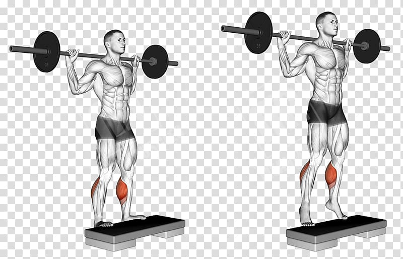 Squat Gluteus maximus muscle Weight training Barbell Physical exercise, barbell transparent background PNG clipart