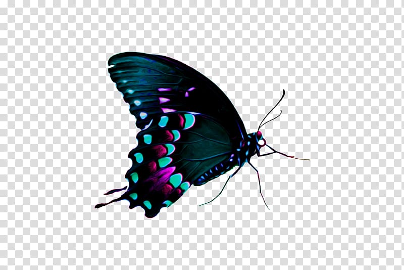Butterfly Computer Icons Computer Software, throne transparent background PNG clipart
