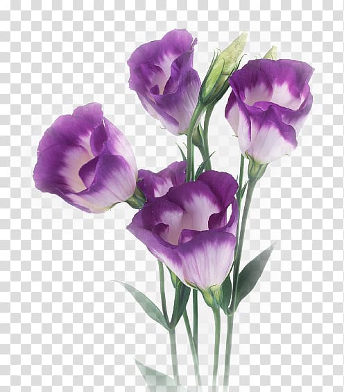 Cut flowers Poppy No Purple, flower transparent background PNG clipart