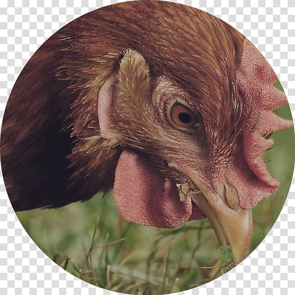 Australorp Wyandotte chicken Urban chicken The Perfect Chicken Turkey, meat transparent background PNG clipart