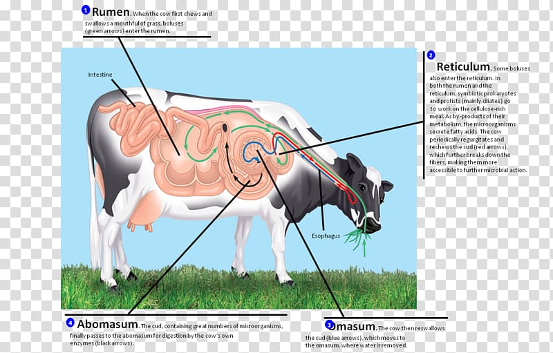 Ruminant Digestion Gastrointestinal tract Rumen Monogastric, Animal Physiology transparent background PNG clipart