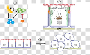 Line Point Angle, line transparent background PNG clipart thumbnail