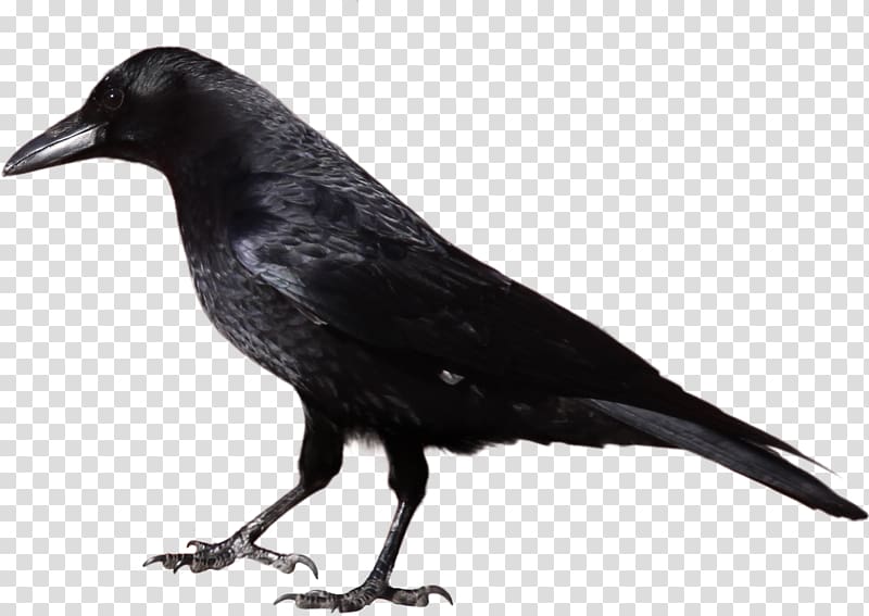 American crow Common raven , Black crow transparent background PNG clipart