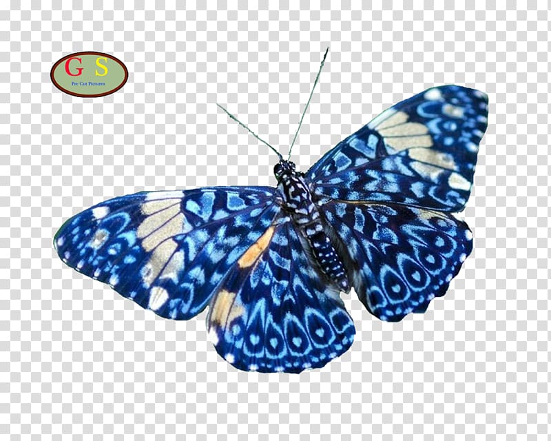 Butterfly Insect Nature Animal Moth, Diverse transparent background PNG clipart