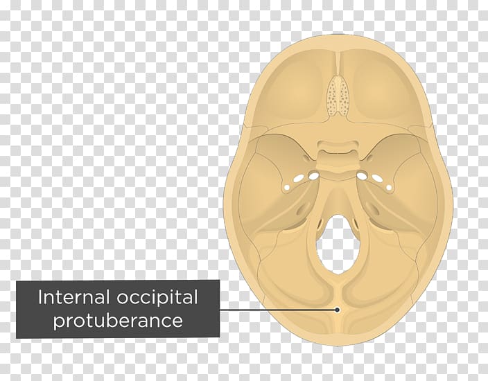 Occipital bone External occipital protuberance Internal occipital protuberance Cruciform eminence Internal occipital crest, skull transparent background PNG clipart