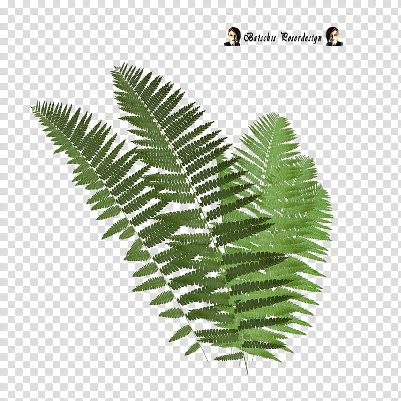 Tree fern Leaf , Leaf transparent background PNG clipart